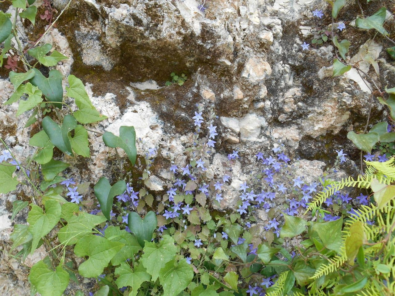 Campanula 5