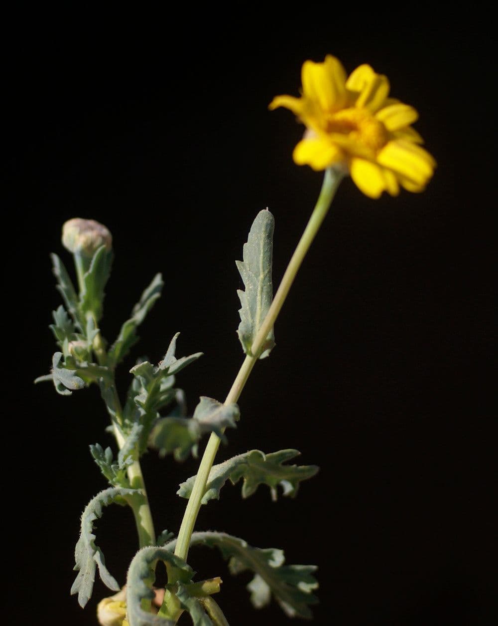 Saat-Wucherblume 26