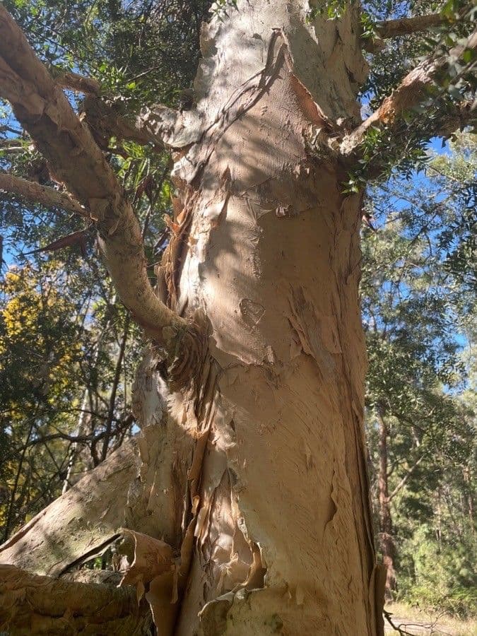 Melaleuca styphelioides 15