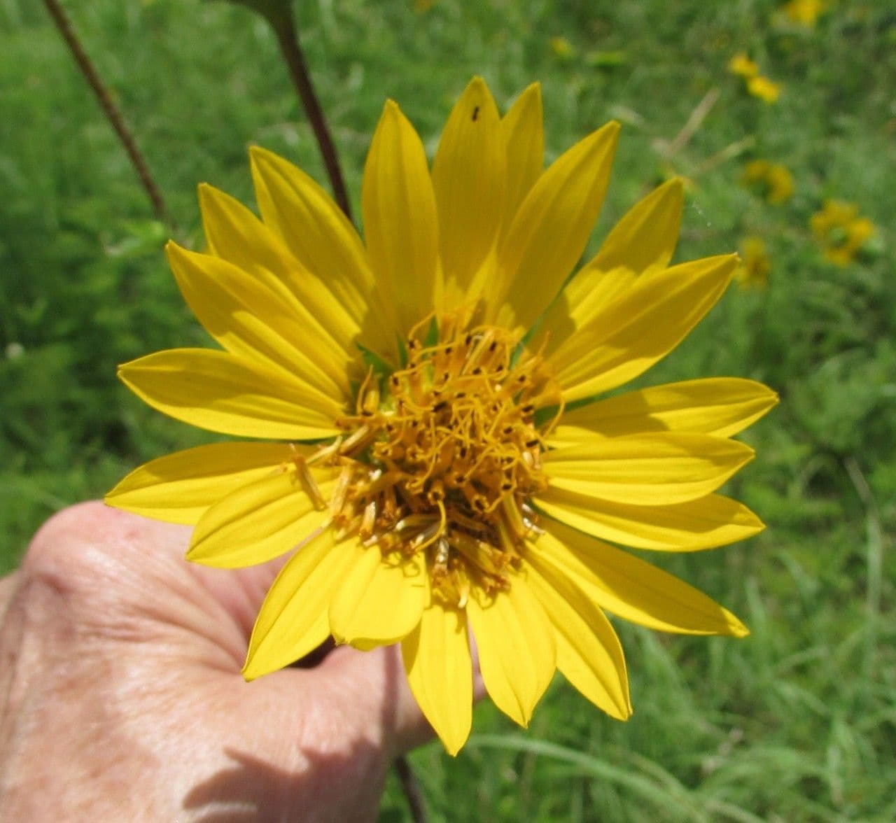Raues Silphium