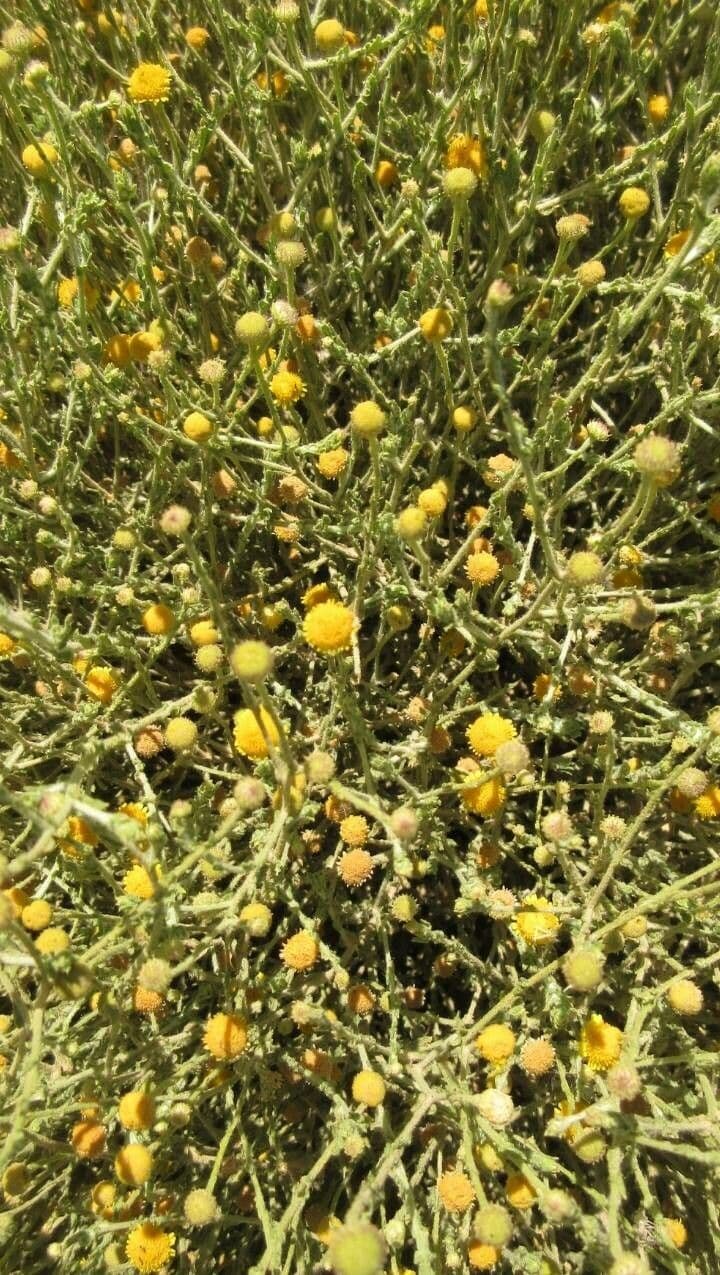 Pulicaria 4