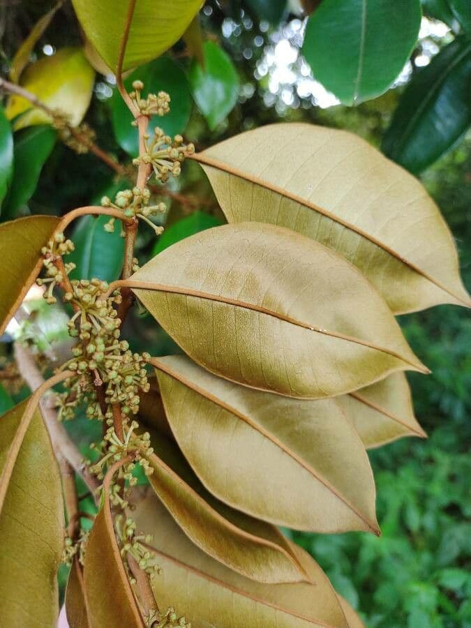 Chrysophyllum mexické 9