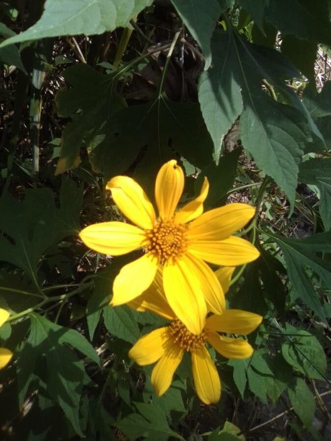 Tithonia diversifolia 8