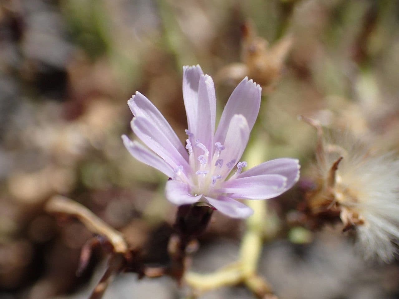 Lattuga palmata 4