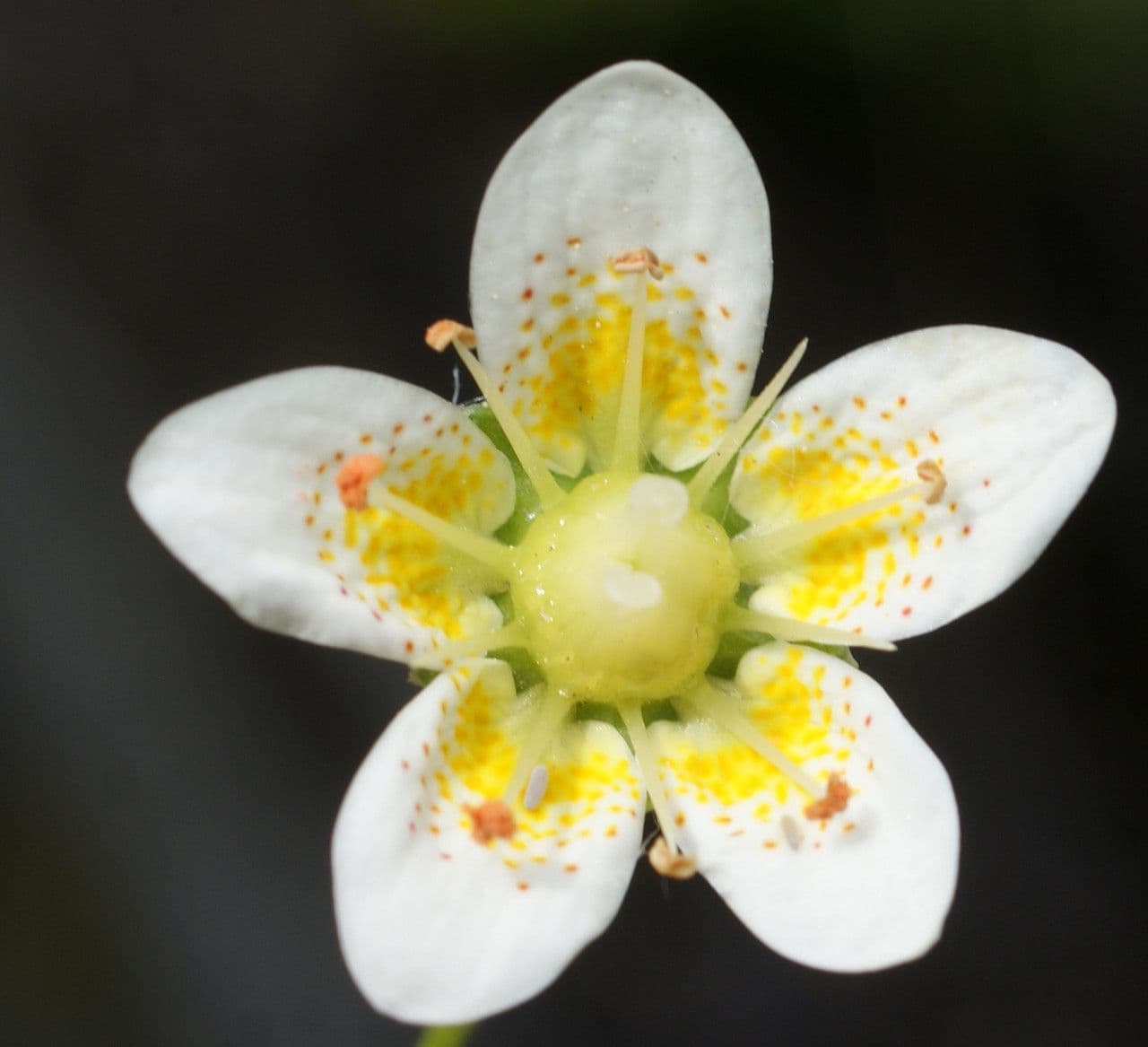 Rauer Steinbrech 4