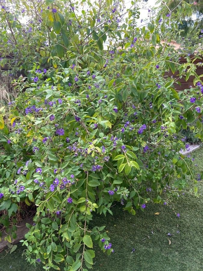 Lycianthes 10