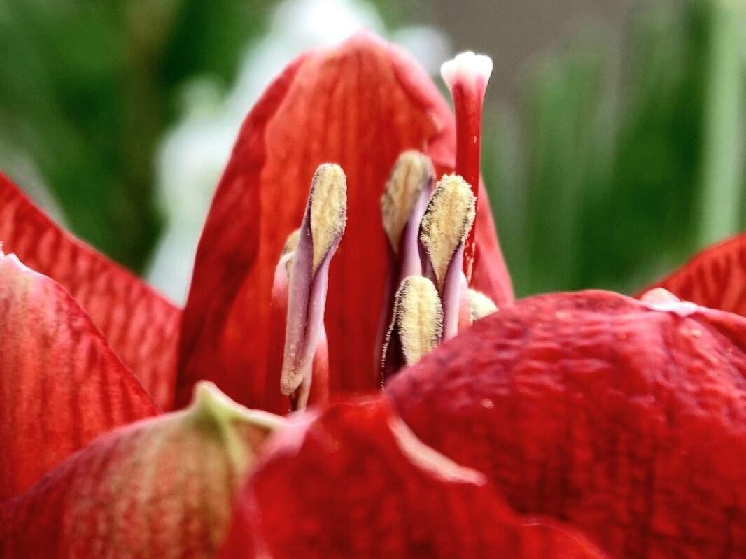 Amaryllis regina 3