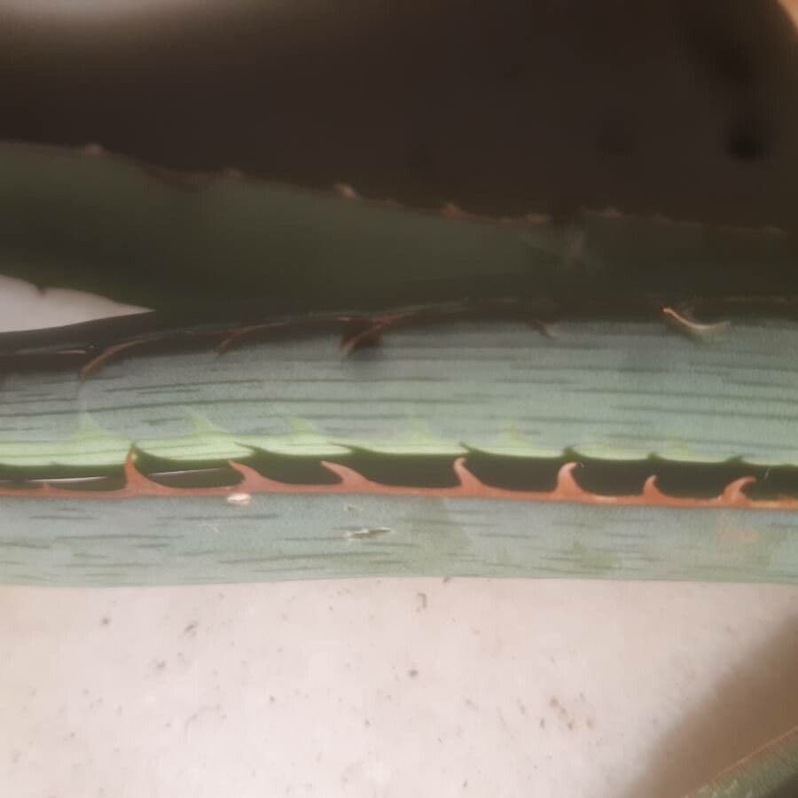 Agave