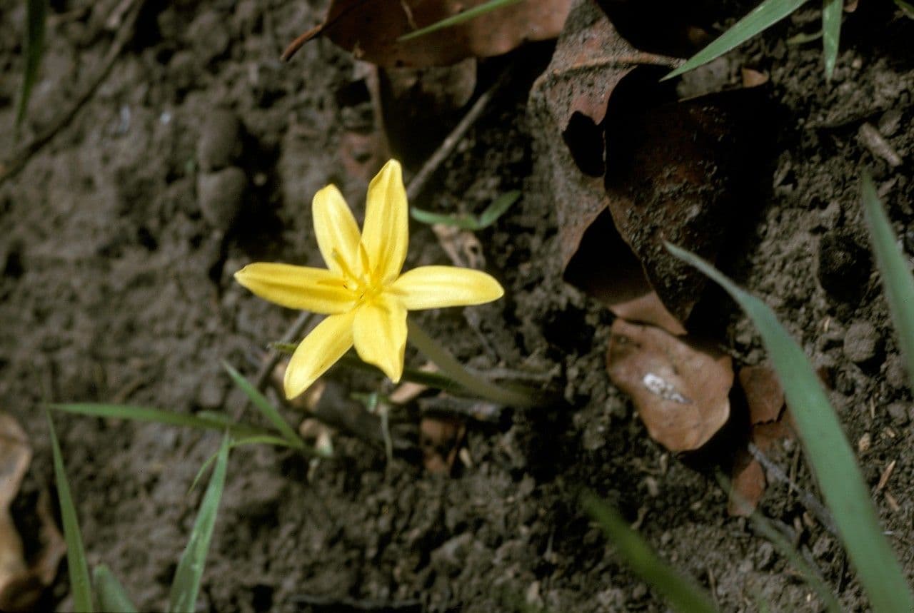 Curculigo pilosa