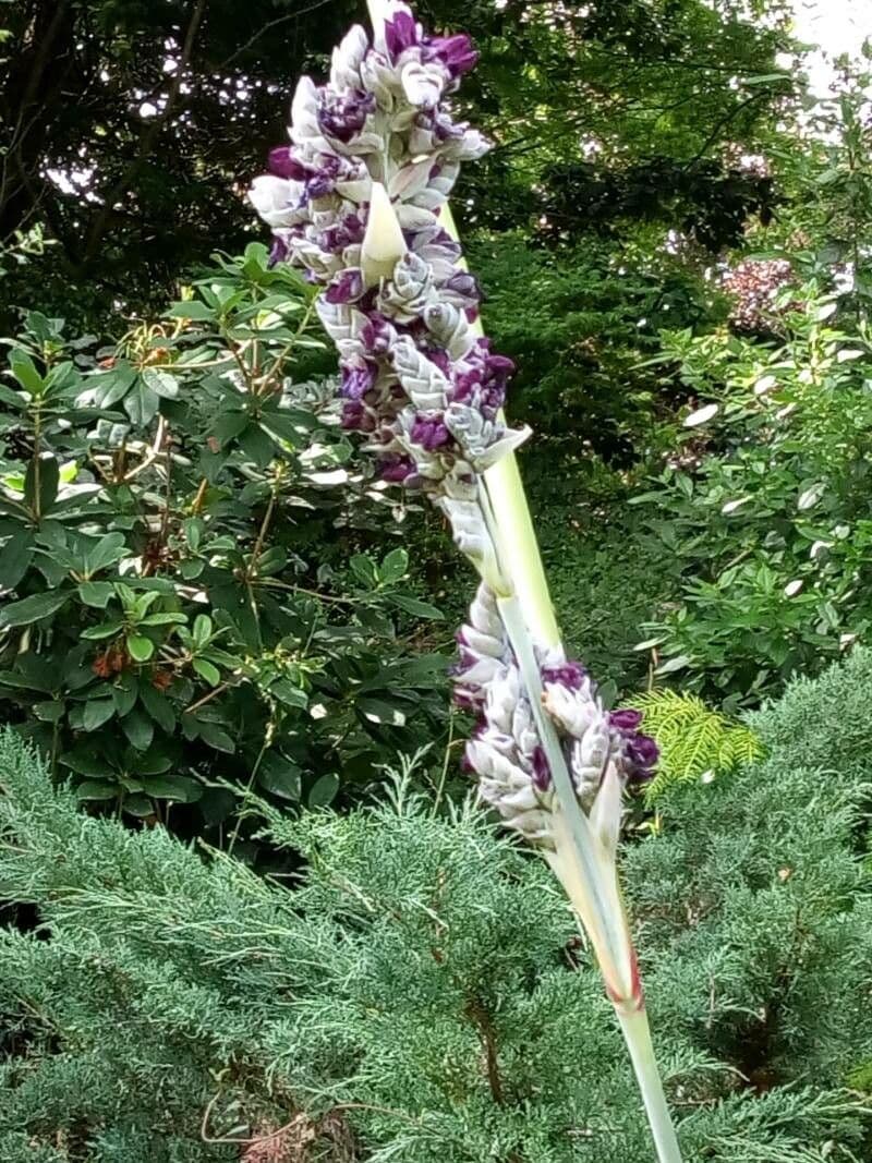 Thalia dealbata 6
