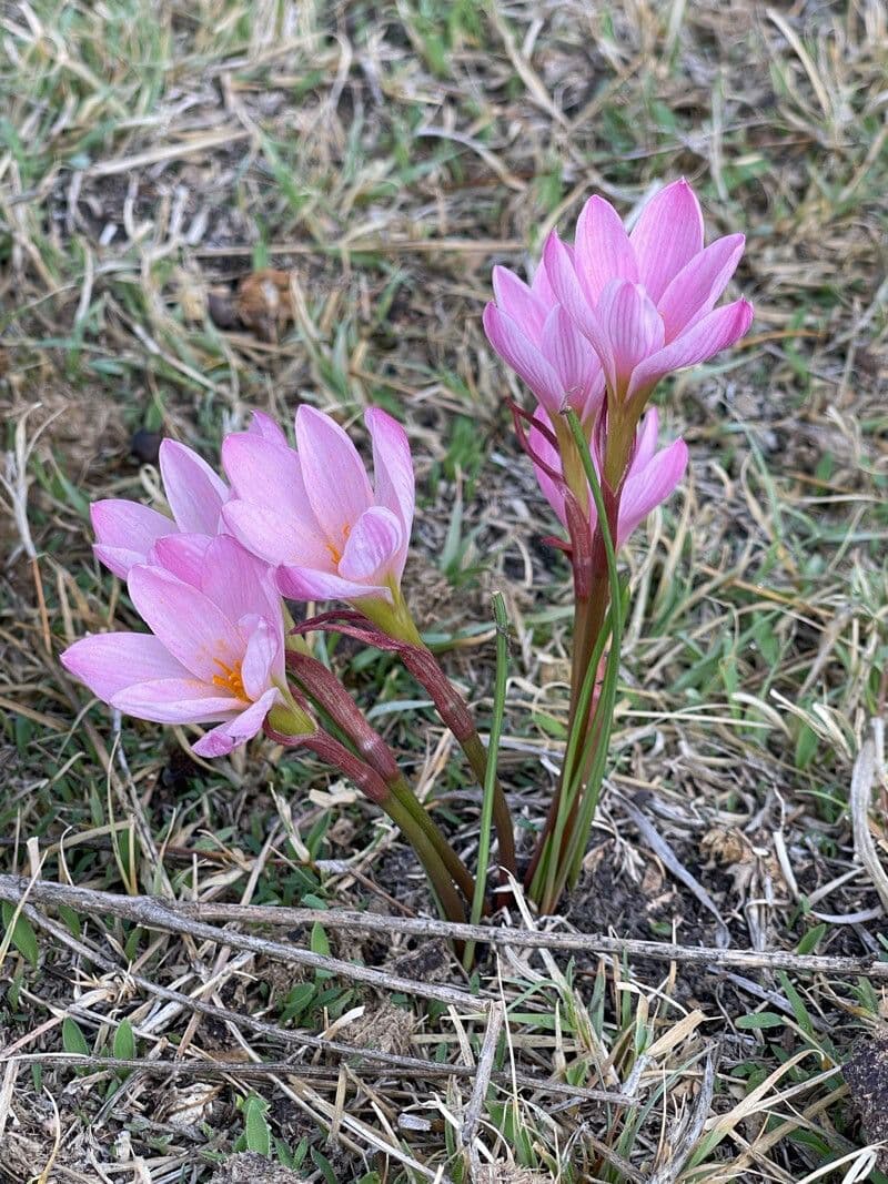 Zephyranthes 6