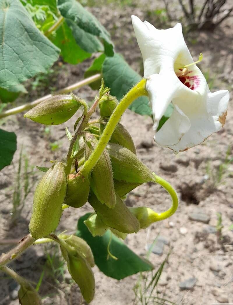 Craniolaria 5