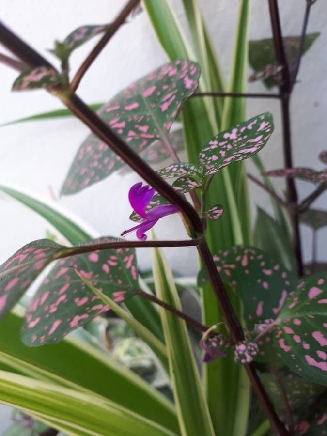 Hypoestes 4