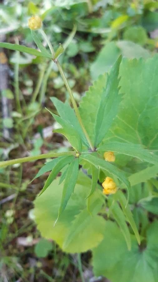 Ranunculus cassubicus 9