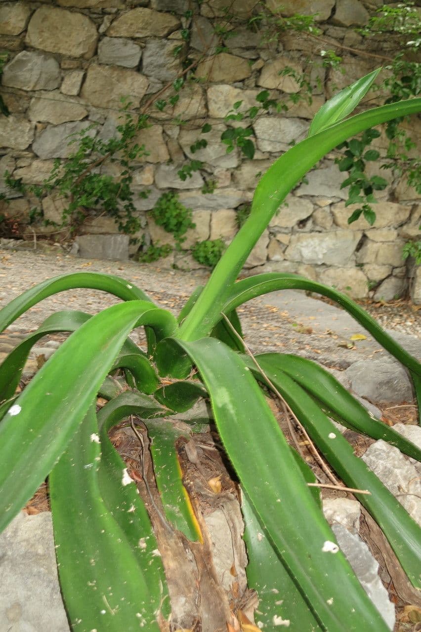 Agave 3