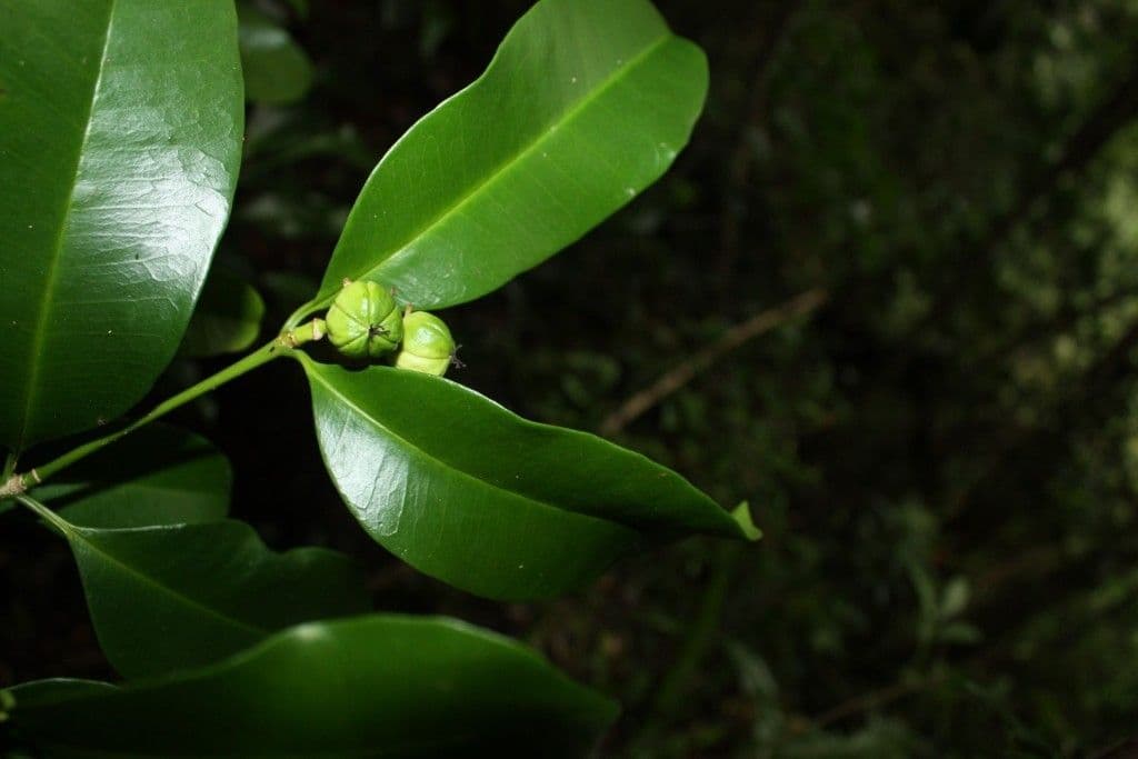 Baloghia 15