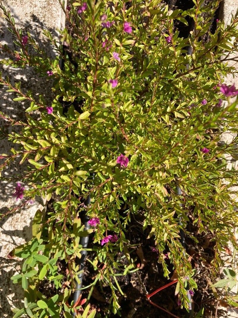 Cuphea 8