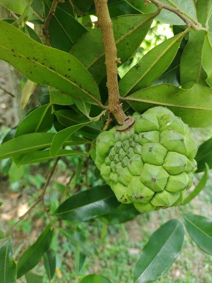 Duguetia 4