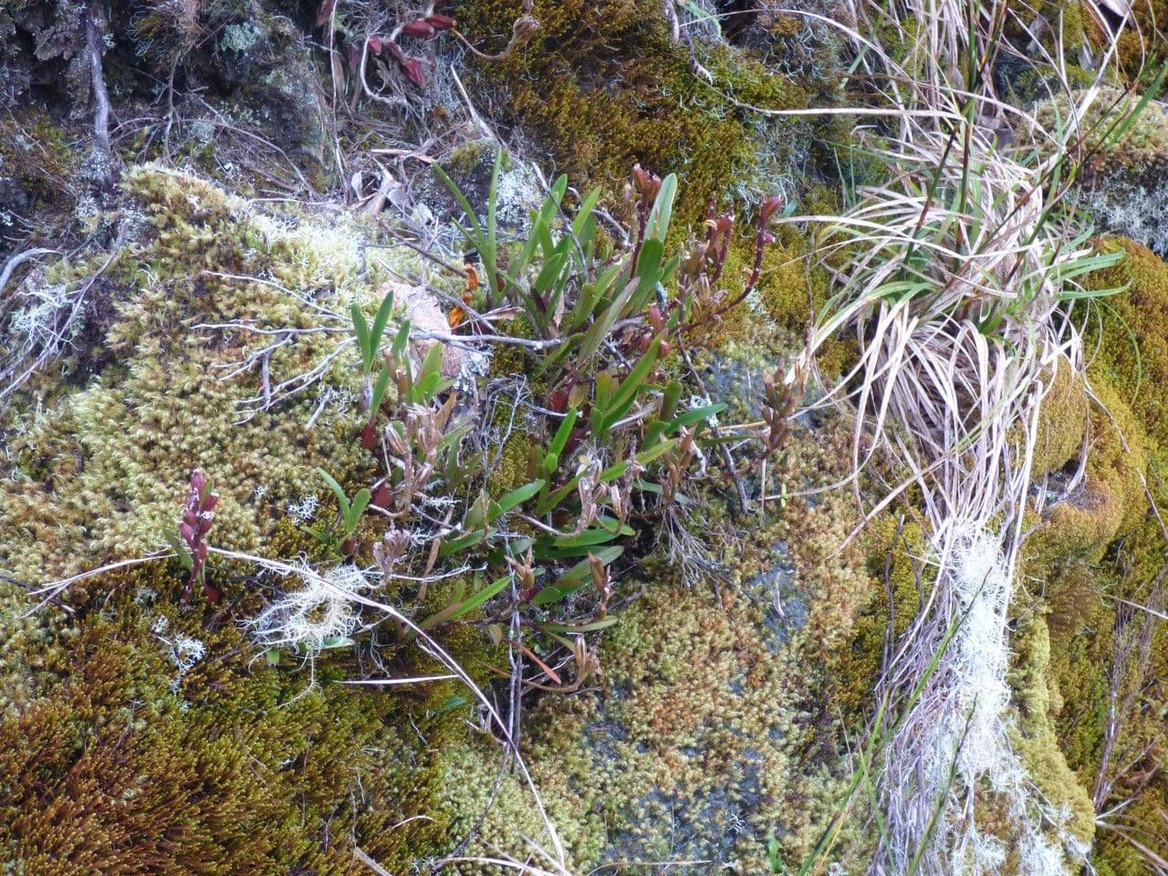 Bulbophyllum 10