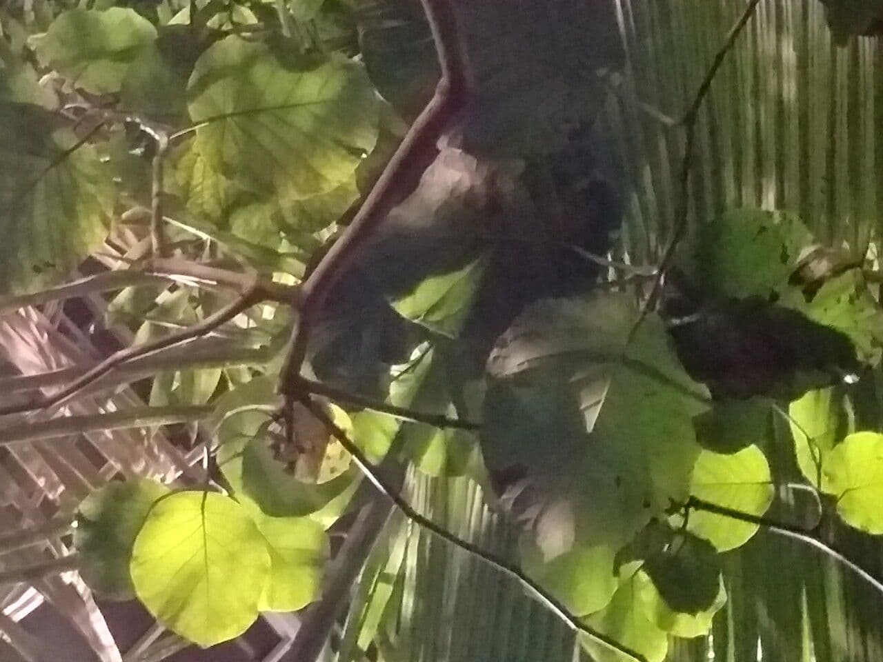 Coccoloba 5