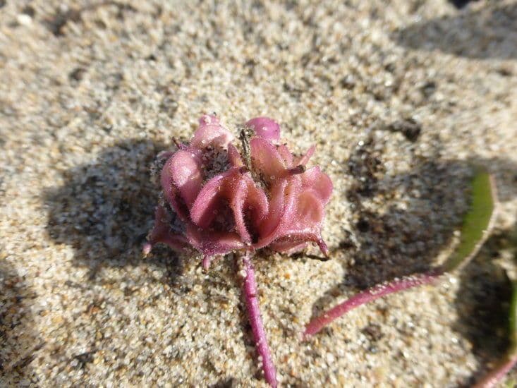 Abronia umbellata