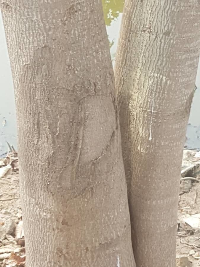 Kadamba 23