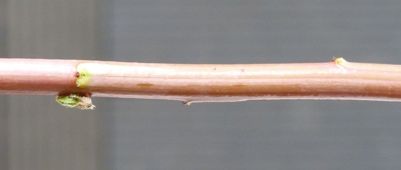 Solidage géant 23
