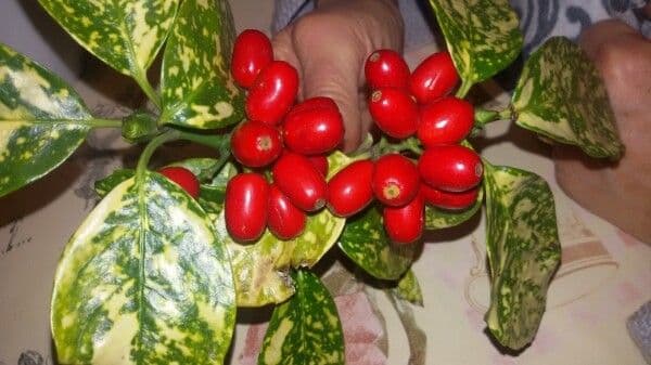 Aucuba giapponese 5