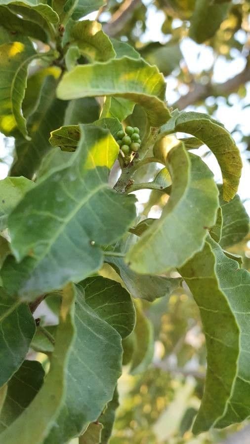 Schinus