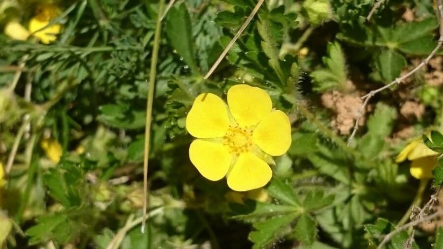 Potentilla pyrenaica 7