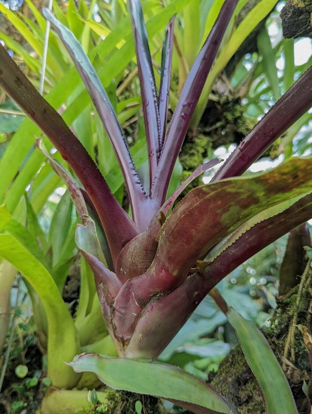 Nidularium purpureo 5
