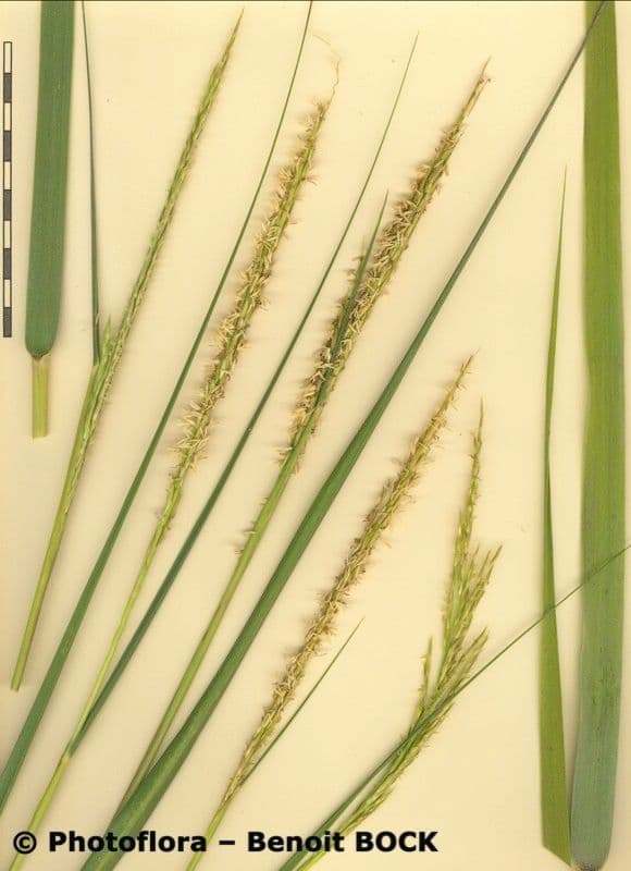 Smooth cordgrass 25