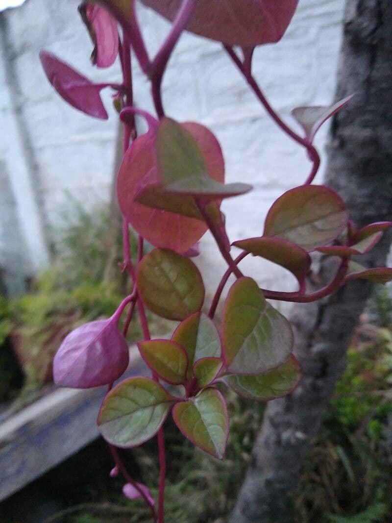 Alternanthera Brasiliana 29