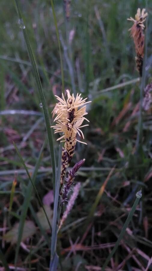 Carice glauca 10