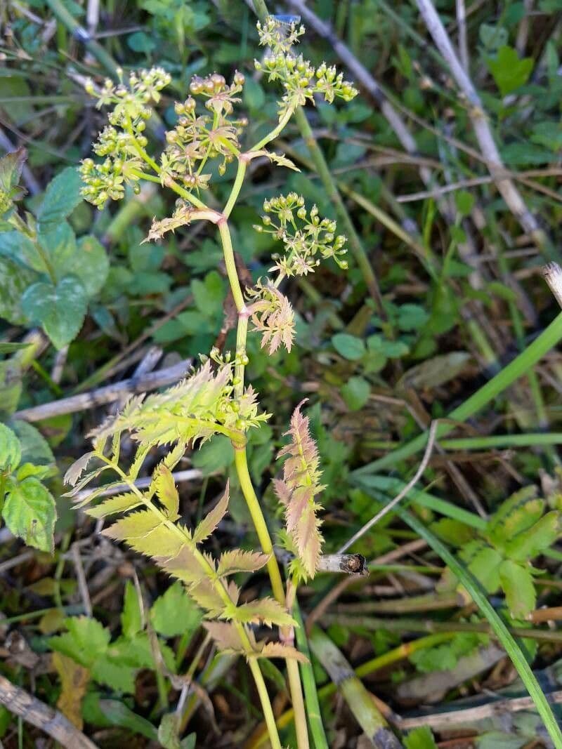 Berula 3