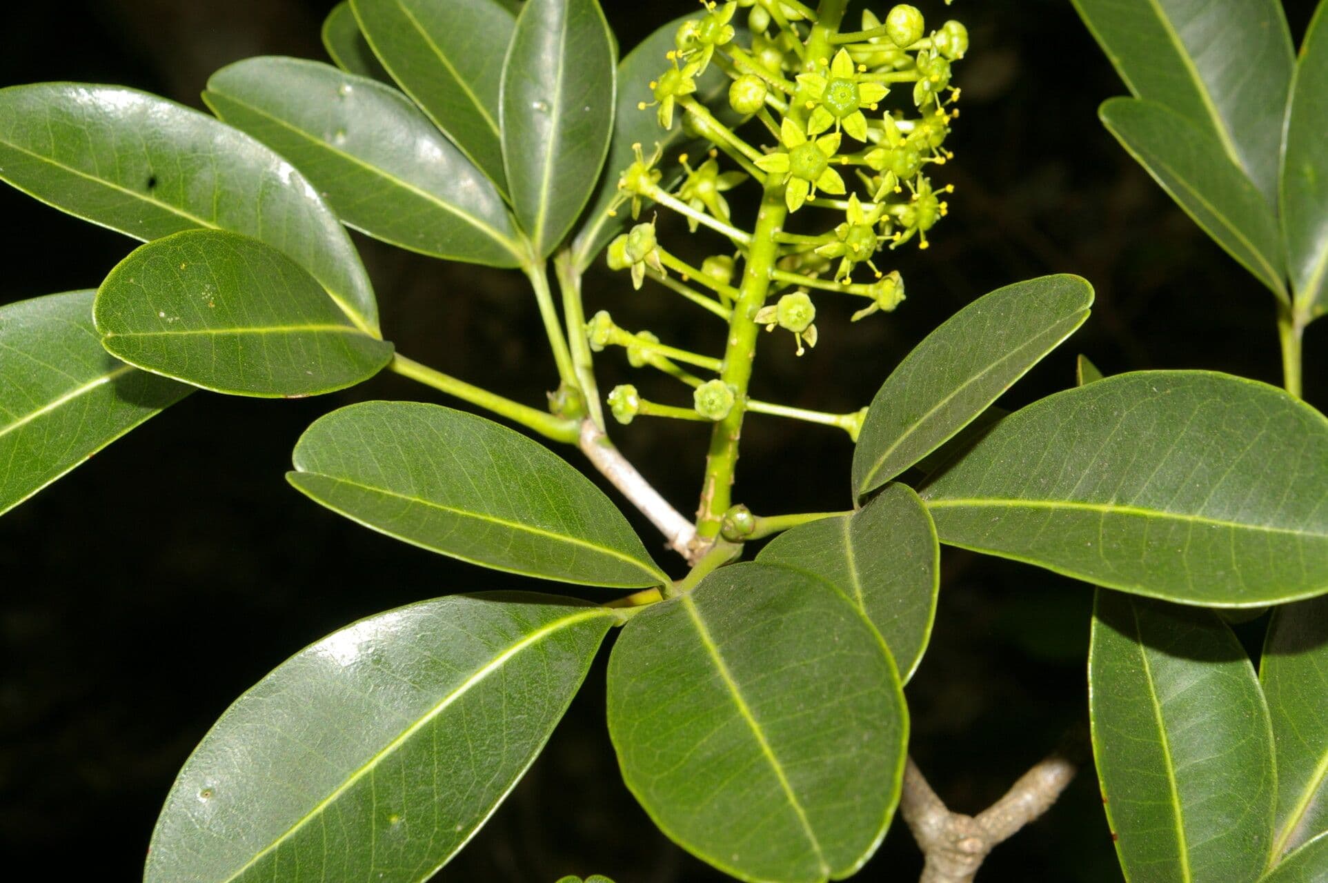 Aceitillo 4