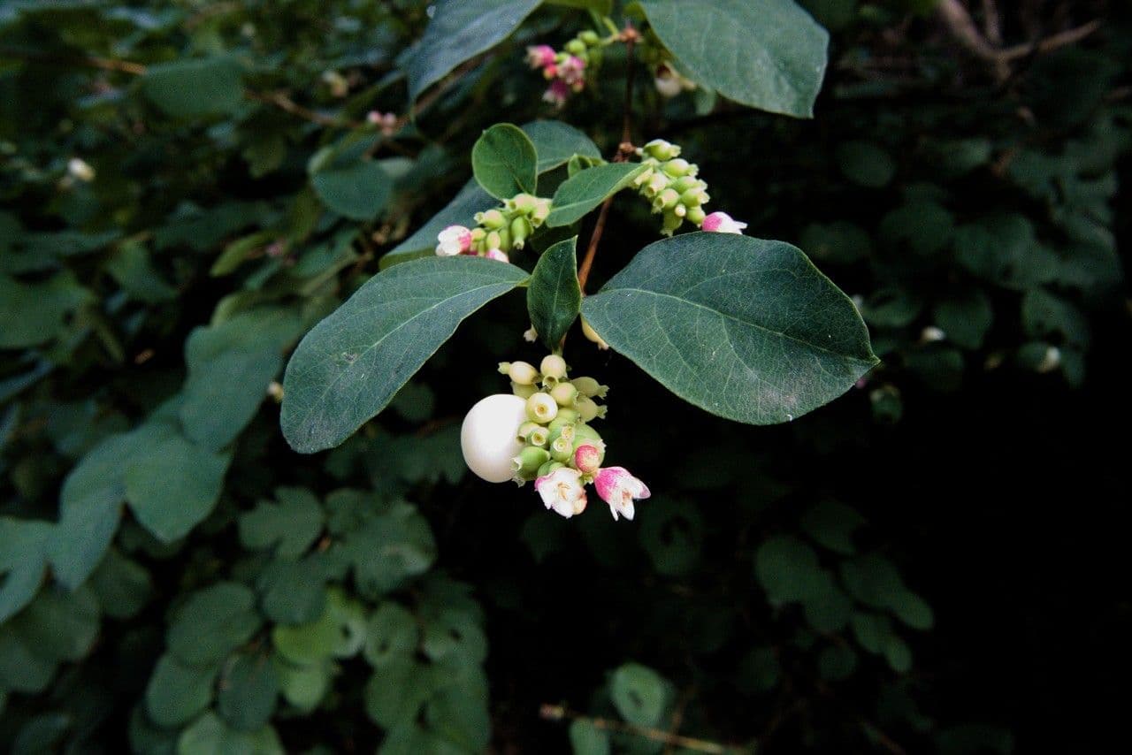 Sinforicarpo 6