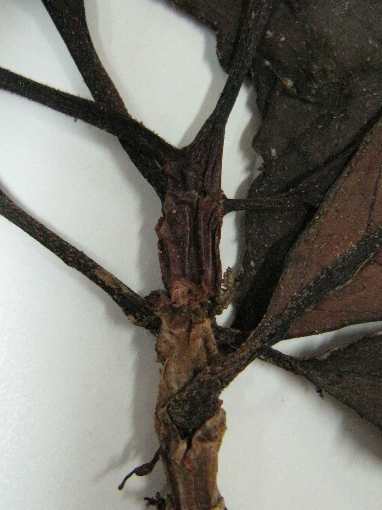 Drymonia coccinea 8