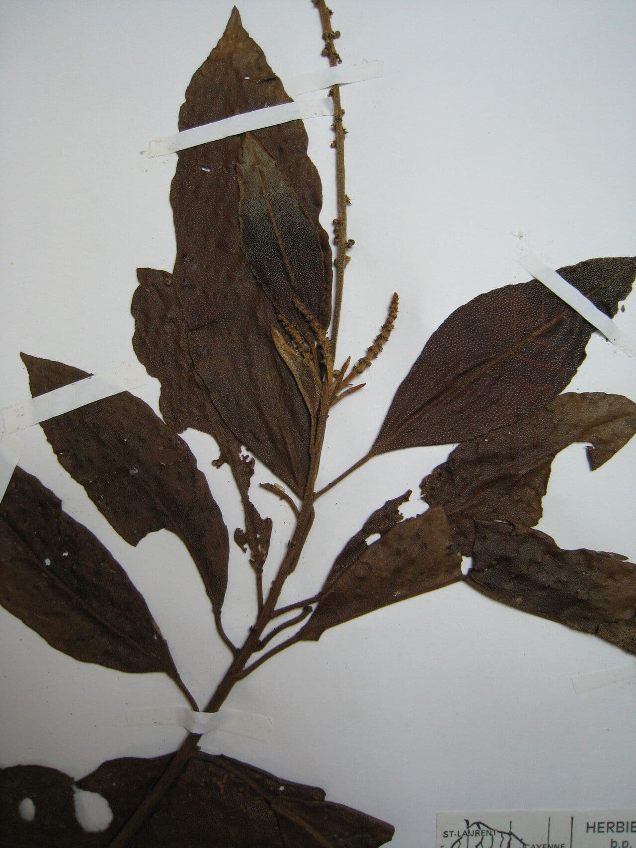 Croton cuneatus 4