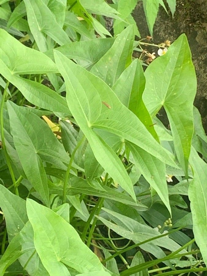 Sagittaria rigida 7