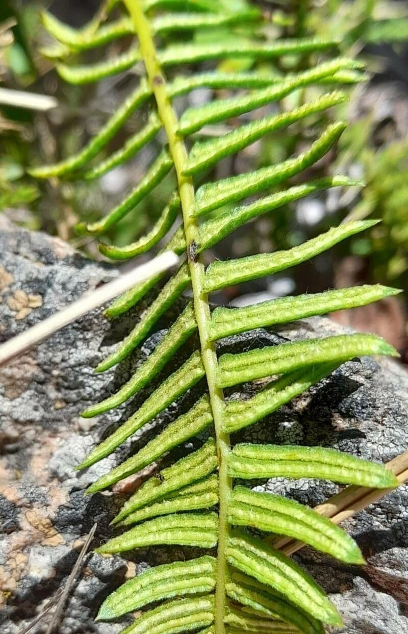 Blechnum australe 9