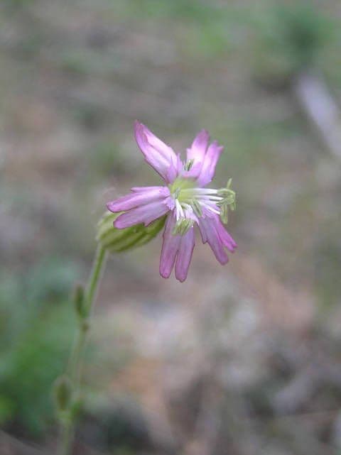 Silene verecunda