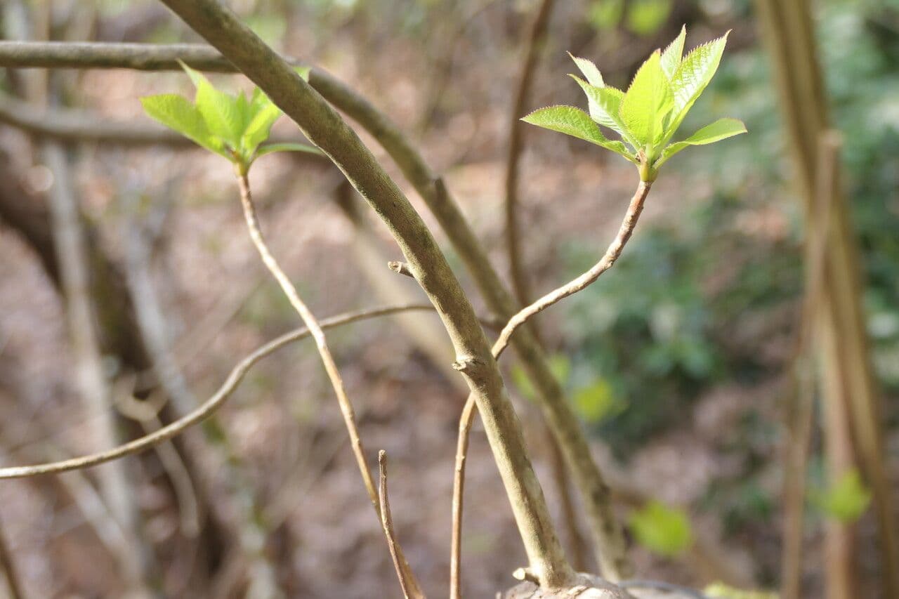 Clethra 2