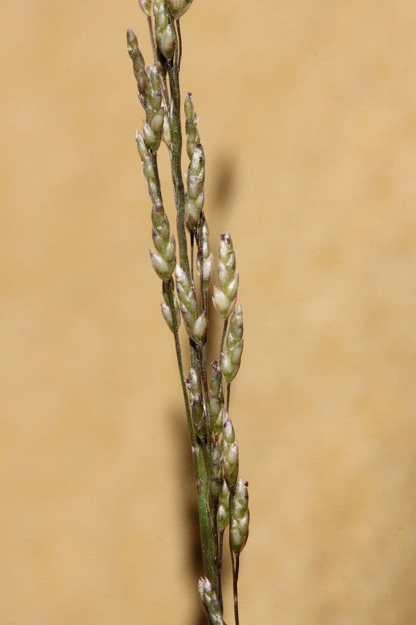 Eragrostis mexická 5