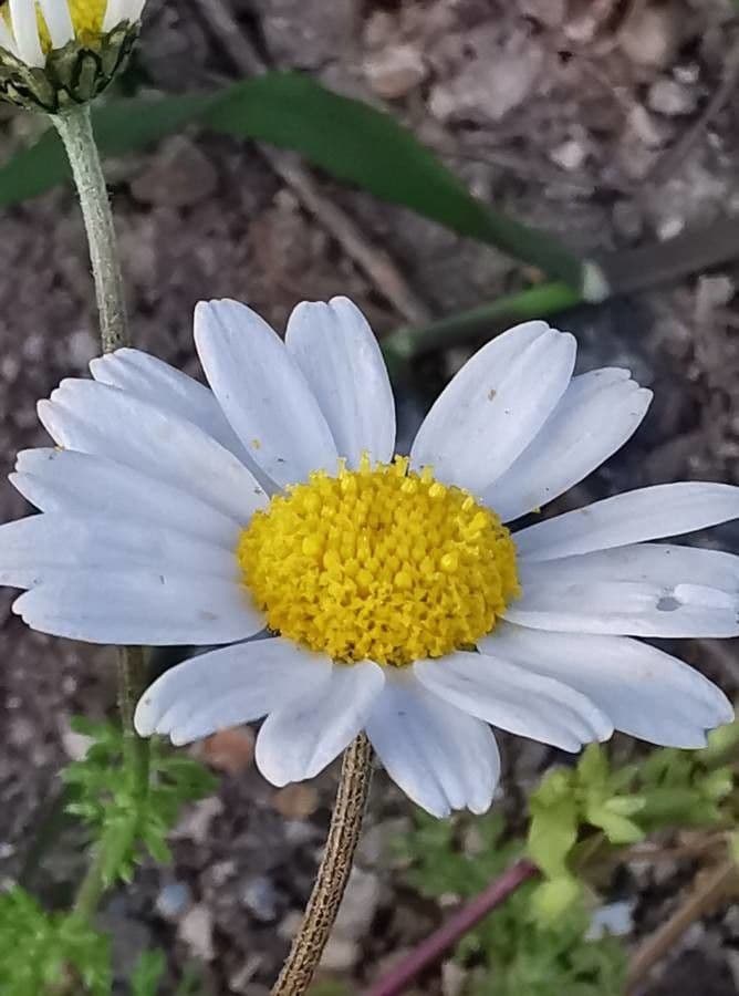 Camomilla 5