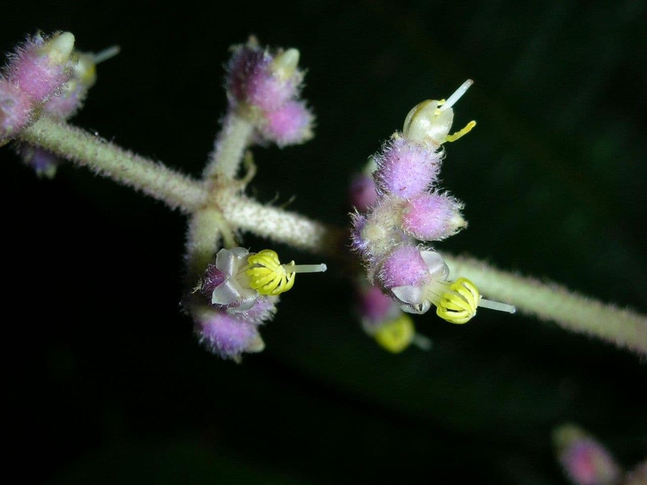 Miconia 3