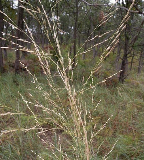 Calamovilfa 5