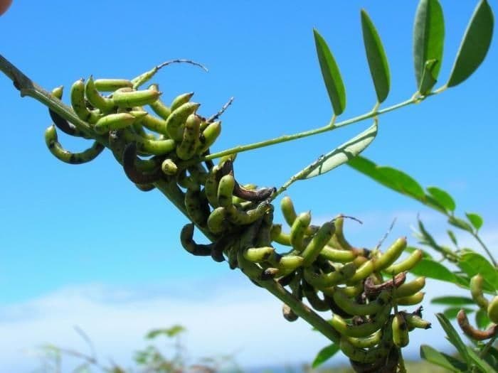 Indigofera 4