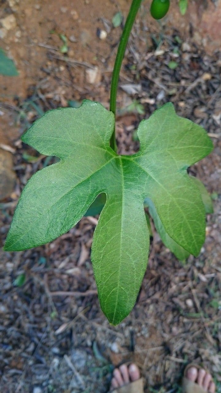 Cayaponia 15