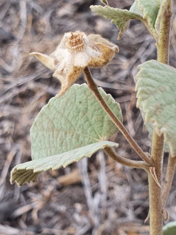 Abutilon 14